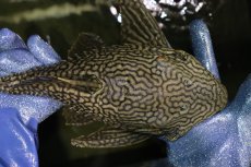 画像10: 【淡水魚】【通販】激レア ビッグサイズ ワームスポットロイヤルプレコ メタ産 ワイルド【個体販売】(±32-35cm)(生体)(熱帯魚)NKP (10)