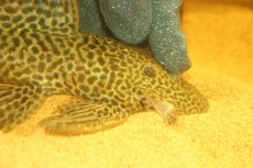 画像2: 【淡水魚】【通販】超激レア ドラゴンハイフィンレオパードトリムプレコ ワイルド【個体販売】(±33cm)(プレコ)(生体)(熱帯魚)NKP (2)