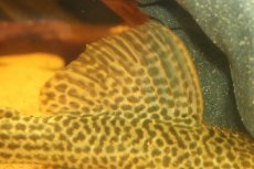 画像3: 【淡水魚】【通販】超激レア ドラゴンハイフィンレオパードトリムプレコ ワイルド【個体販売】(±33cm)(プレコ)(生体)(熱帯魚)NKP (3)