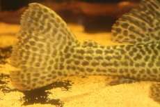 画像4: 【淡水魚】【通販】超激レア ドラゴンハイフィンレオパードトリムプレコ ワイルド【個体販売】(±33cm)(プレコ)(生体)(熱帯魚)NKP (4)