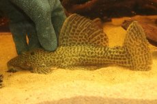 画像5: 【淡水魚】【通販】超激レア ドラゴンハイフィンレオパードトリムプレコ ワイルド【個体販売】(±33cm)(プレコ)(生体)(熱帯魚)NKP (5)