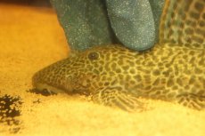 画像6: 【淡水魚】【通販】超激レア ドラゴンハイフィンレオパードトリムプレコ ワイルド【個体販売】(±33cm)(プレコ)(生体)(熱帯魚)NKP (6)
