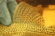 画像7: 【淡水魚】【通販】超激レア ドラゴンハイフィンレオパードトリムプレコ ワイルド【個体販売】(±33cm)(プレコ)(生体)(熱帯魚)NKP (7)