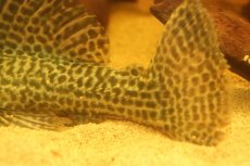 画像8: 【淡水魚】【通販】超激レア ドラゴンハイフィンレオパードトリムプレコ ワイルド【個体販売】(±33cm)(プレコ)(生体)(熱帯魚)NKP (8)