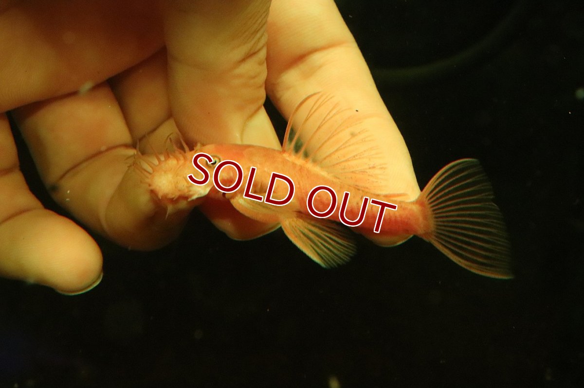 画像1: 【淡水魚】【通販】大特価 ペア販売 No1 スーパーレッドブッシープレコ【１ペア 個体販売】(±8cm)(プレコ)(生体)(熱帯魚)NKP (1)