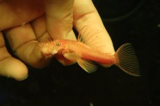 画像1: 【淡水魚】【通販】大特価 ペア販売 No1 スーパーレッドブッシープレコ【１ペア 個体販売】(±8cm)(プレコ)(生体)(熱帯魚)NKP (1)
