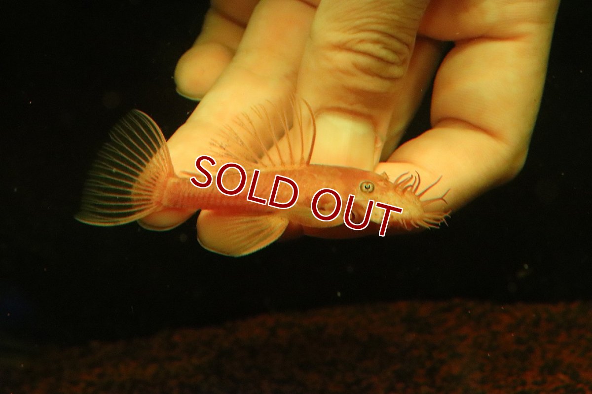 画像2: 【淡水魚】【通販】大特価 ペア販売 No1 スーパーレッドブッシープレコ【１ペア 個体販売】(±8cm)(プレコ)(生体)(熱帯魚)NKP (2)