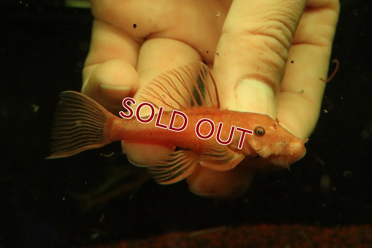 画像3: 【淡水魚】【通販】大特価 ペア販売 No1 スーパーレッドブッシープレコ【１ペア 個体販売】(±8cm)(プレコ)(生体)(熱帯魚)NKP (3)