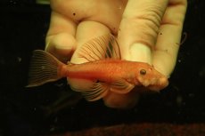 画像3: 【淡水魚】【通販】大特価 ペア販売 No1 スーパーレッドブッシープレコ【１ペア 個体販売】(±8cm)(プレコ)(生体)(熱帯魚)NKP (3)
