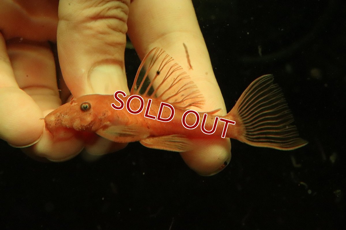 画像4: 【淡水魚】【通販】大特価 ペア販売 No1 スーパーレッドブッシープレコ【１ペア 個体販売】(±8cm)(プレコ)(生体)(熱帯魚)NKP (4)