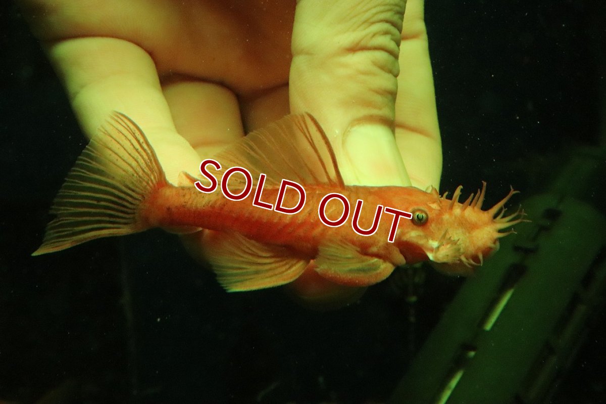 画像1: 【淡水魚】【通販】大特価 ペア販売 No2 スーパーレッドブッシープレコ【１ペア 個体販売】(±7-8cm)(プレコ)(生体)(熱帯魚)NKP (1)