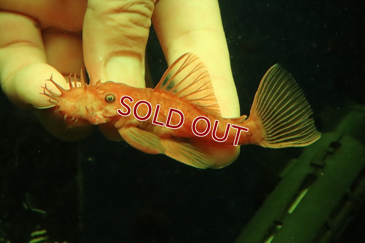 画像2: 【淡水魚】【通販】大特価 ペア販売 No2 スーパーレッドブッシープレコ【１ペア 個体販売】(±7-8cm)(プレコ)(生体)(熱帯魚)NKP (2)