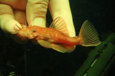 画像2: 【淡水魚】【通販】大特価 ペア販売 No2 スーパーレッドブッシープレコ【１ペア 個体販売】(±7-8cm)(プレコ)(生体)(熱帯魚)NKP (2)