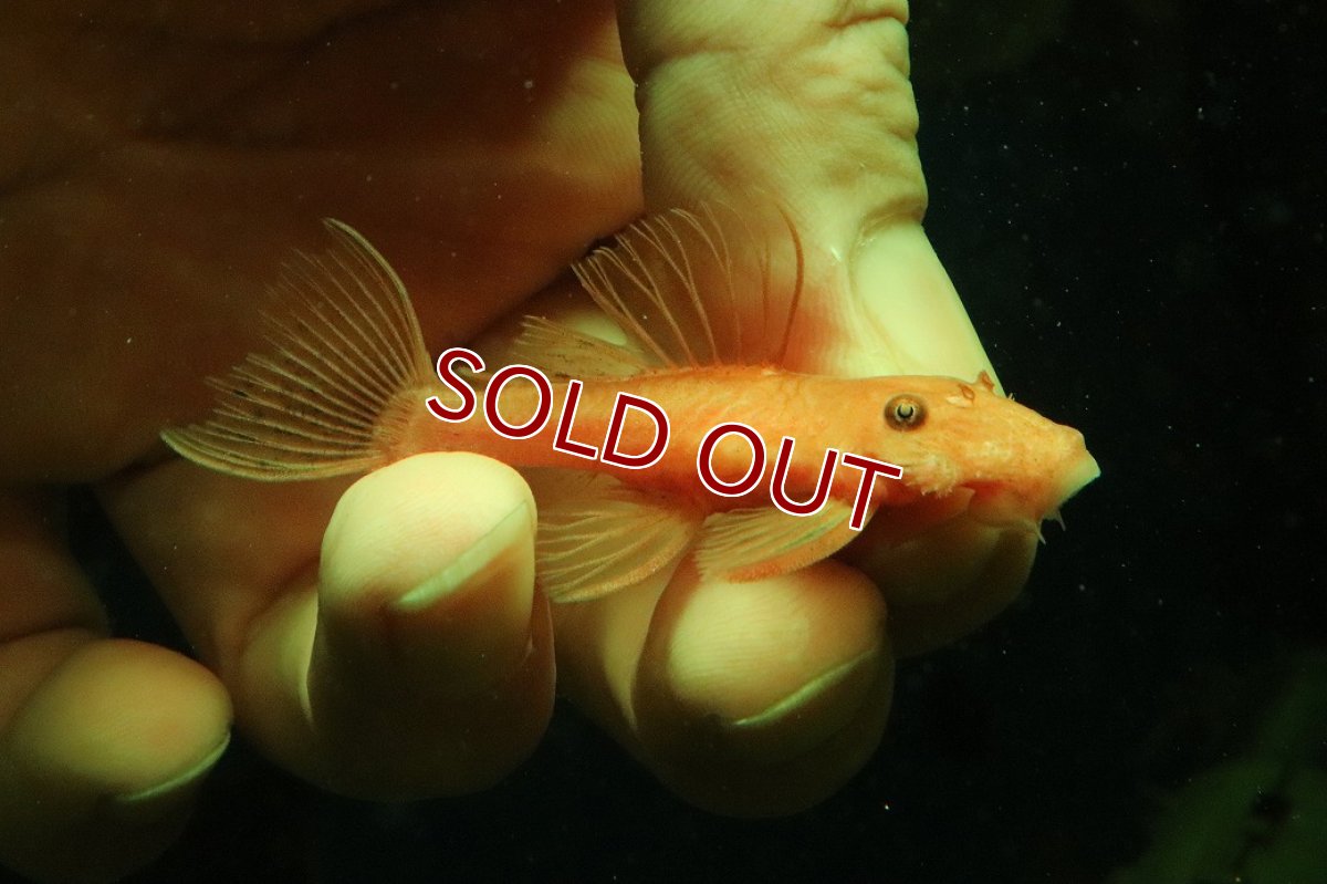 画像3: 【淡水魚】【通販】大特価 ペア販売 No2 スーパーレッドブッシープレコ【１ペア 個体販売】(±7-8cm)(プレコ)(生体)(熱帯魚)NKP (3)