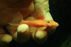 画像3: 【淡水魚】【通販】大特価 ペア販売 No2 スーパーレッドブッシープレコ【１ペア 個体販売】(±7-8cm)(プレコ)(生体)(熱帯魚)NKP (3)