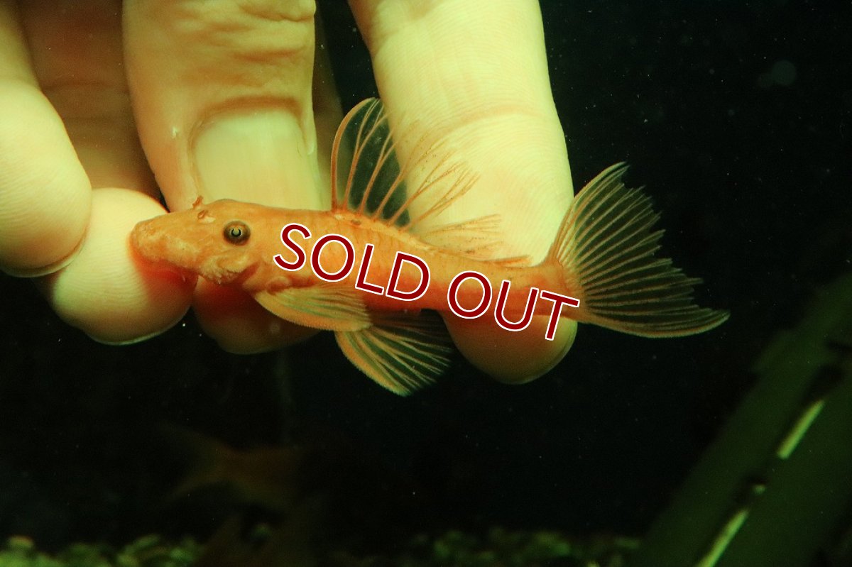 画像4: 【淡水魚】【通販】大特価 ペア販売 No2 スーパーレッドブッシープレコ【１ペア 個体販売】(±7-8cm)(プレコ)(生体)(熱帯魚)NKP (4)