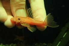 画像4: 【淡水魚】【通販】大特価 ペア販売 No2 スーパーレッドブッシープレコ【１ペア 個体販売】(±7-8cm)(プレコ)(生体)(熱帯魚)NKP (4)