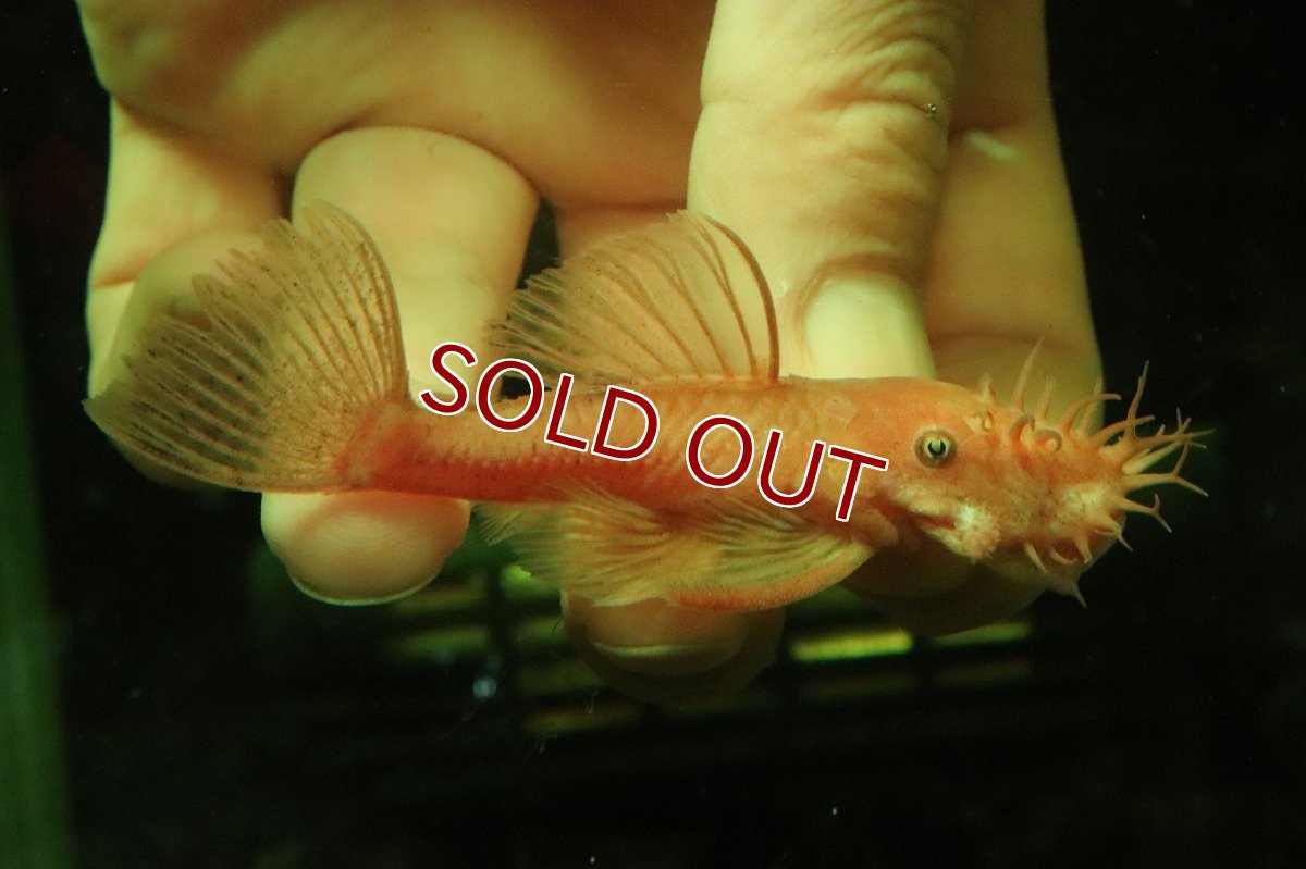 画像1: 【淡水魚】【通販】大特価 ペア販売 No3 スーパーレッドブッシープレコ【１ペア 個体販売】(±8cm)(プレコ)(生体)(熱帯魚)NKP (1)