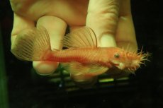 画像1: 【淡水魚】【通販】大特価 ペア販売 No3 スーパーレッドブッシープレコ【１ペア 個体販売】(±8cm)(プレコ)(生体)(熱帯魚)NKP (1)