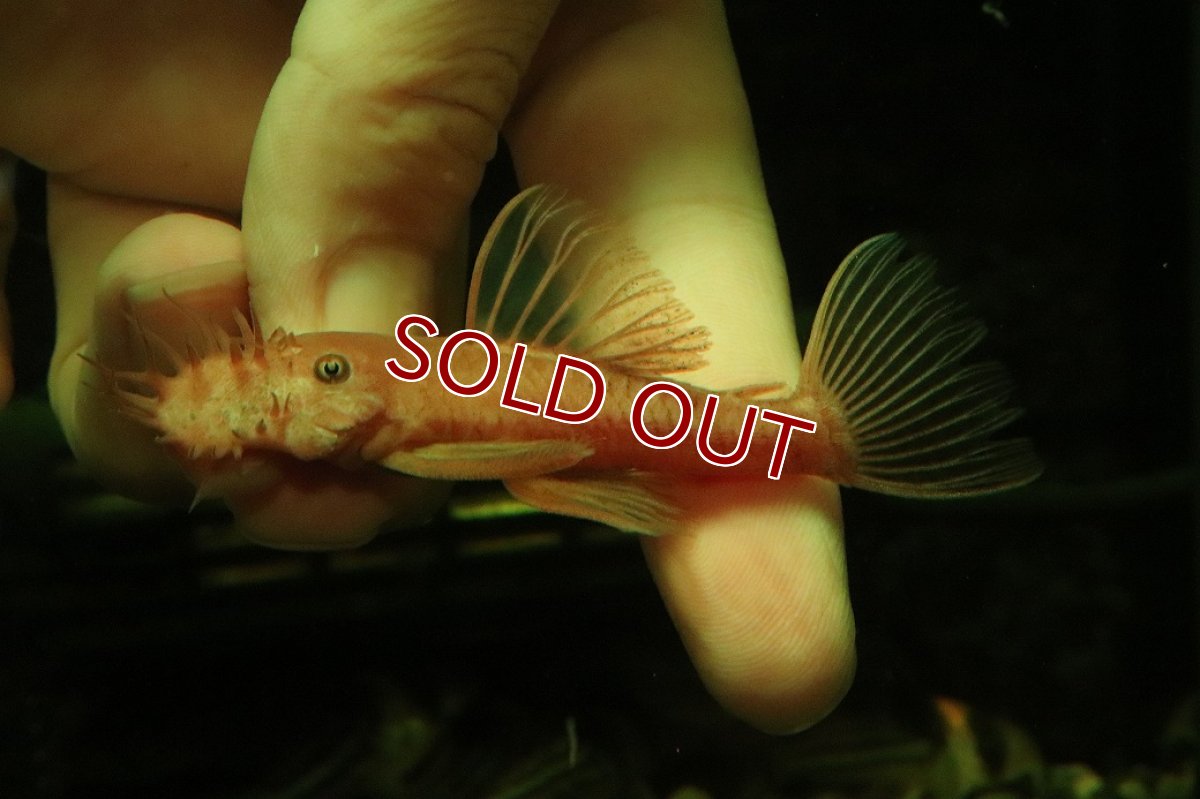 画像2: 【淡水魚】【通販】大特価 ペア販売 No3 スーパーレッドブッシープレコ【１ペア 個体販売】(±8cm)(プレコ)(生体)(熱帯魚)NKP (2)