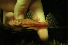 画像2: 【淡水魚】【通販】大特価 ペア販売 No3 スーパーレッドブッシープレコ【１ペア 個体販売】(±8cm)(プレコ)(生体)(熱帯魚)NKP (2)