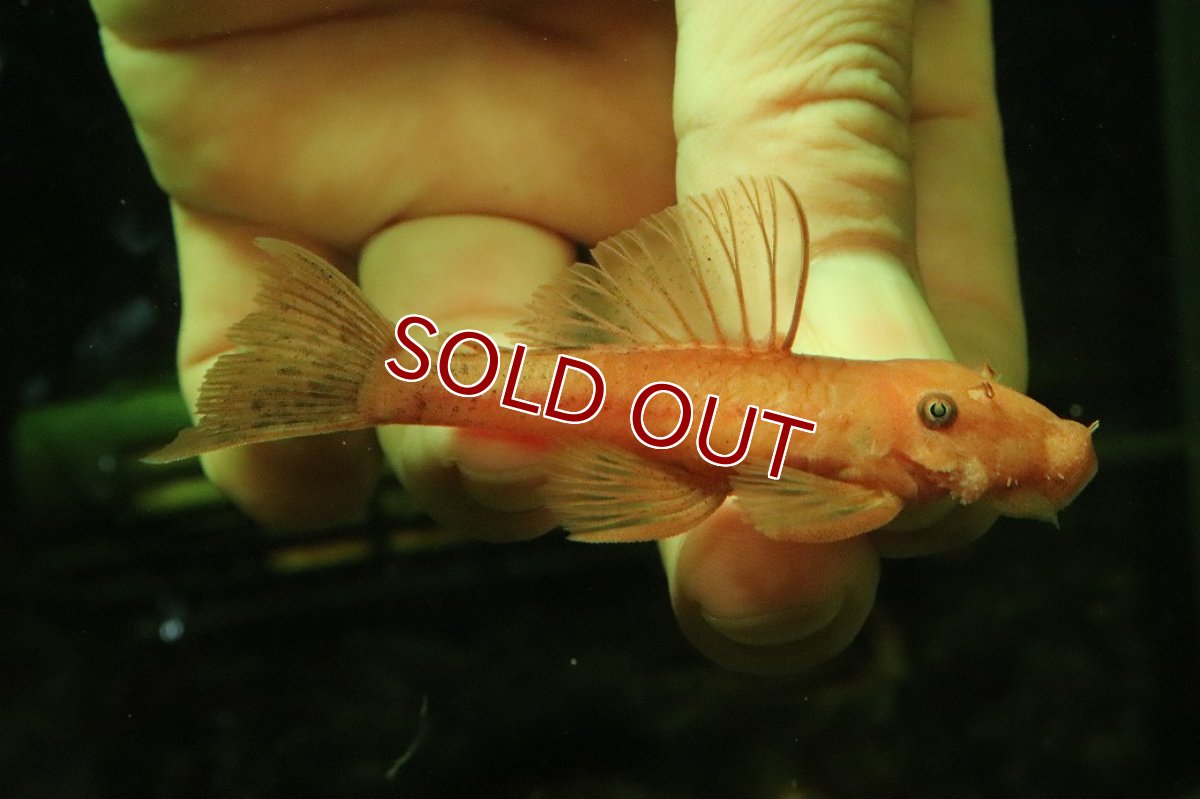 画像3: 【淡水魚】【通販】大特価 ペア販売 No3 スーパーレッドブッシープレコ【１ペア 個体販売】(±8cm)(プレコ)(生体)(熱帯魚)NKP (3)