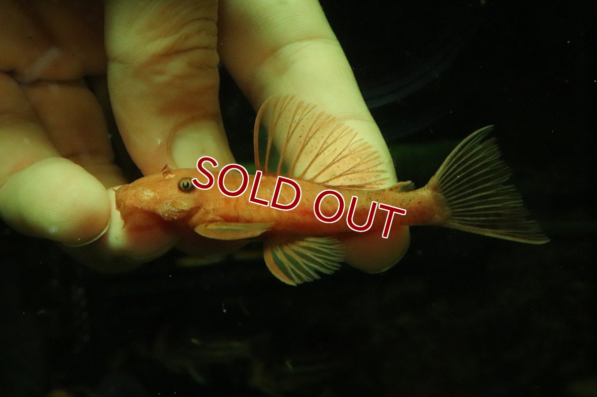 画像4: 【淡水魚】【通販】大特価 ペア販売 No3 スーパーレッドブッシープレコ【１ペア 個体販売】(±8cm)(プレコ)(生体)(熱帯魚)NKP (4)