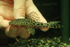 画像1: 【淡水魚】【通販】大特価 ヒポストムス sp ジャガー セアラ産 ワイルド【個体販売】(±9cm)(プレコ)(生体)(熱帯魚)NKP (1)