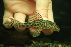画像2: 【淡水魚】【通販】大特価 ヒポストムス sp ジャガー セアラ産 ワイルド【個体販売】(±9cm)(プレコ)(生体)(熱帯魚)NKP (2)