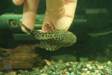 画像3: 【淡水魚】【通販】大特価 ヒポストムス sp ジャガー セアラ産 ワイルド【個体販売】(±9cm)(プレコ)(生体)(熱帯魚)NKP (3)