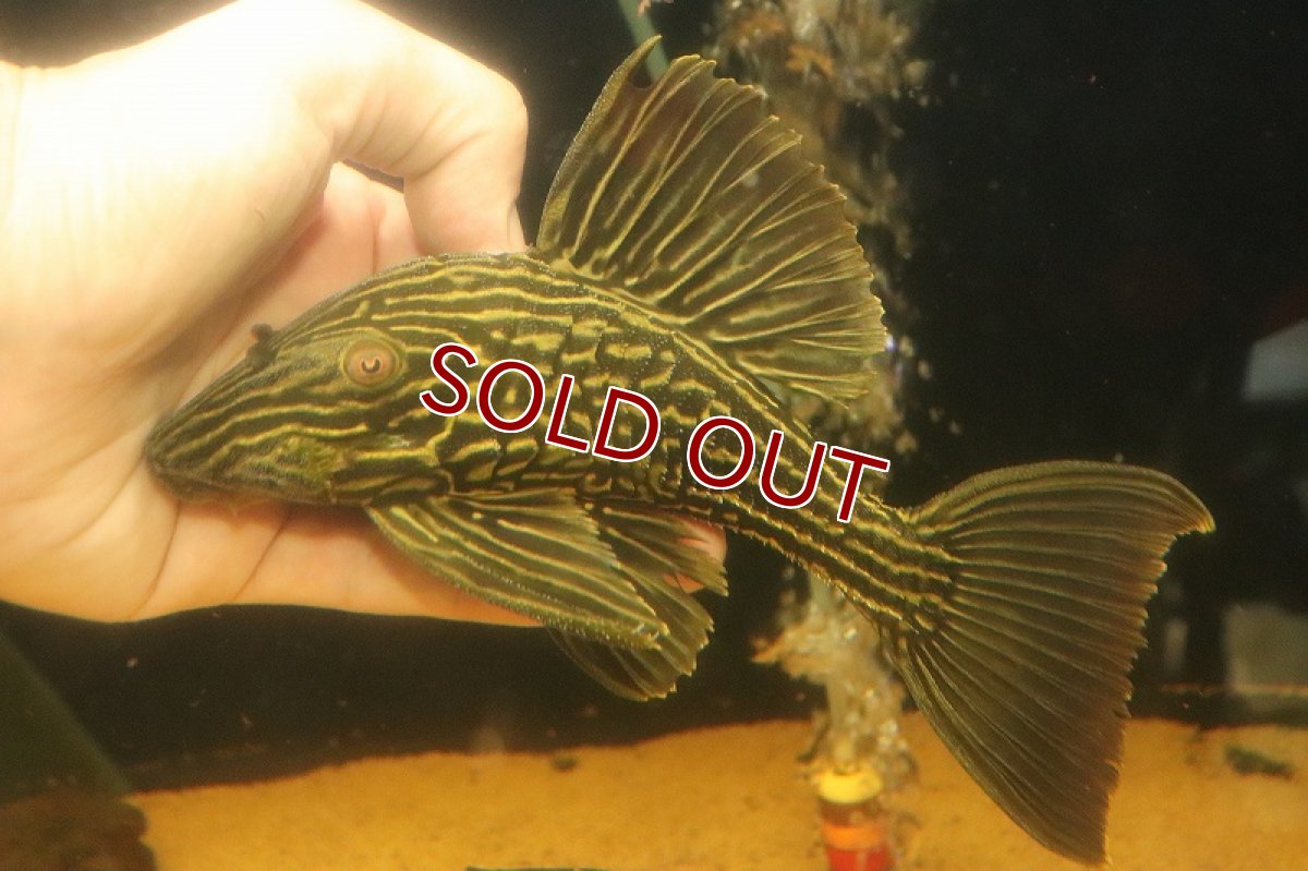 画像1: 【淡水魚】【通販】激安 オレンジロイヤルプレコ ワイルド【個体販売】(±19cm)(プレコ)(生体)(熱帯魚)NKP (1)