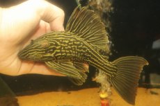 画像1: 【淡水魚】【通販】激安 オレンジロイヤルプレコ ワイルド【個体販売】(±19cm)(プレコ)(生体)(熱帯魚)NKP (1)