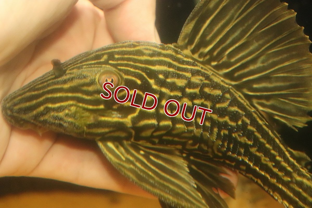 画像2: 【淡水魚】【通販】激安 オレンジロイヤルプレコ ワイルド【個体販売】(±19cm)(プレコ)(生体)(熱帯魚)NKP (2)