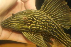 画像2: 【淡水魚】【通販】激安 オレンジロイヤルプレコ ワイルド【個体販売】(±19cm)(プレコ)(生体)(熱帯魚)NKP (2)