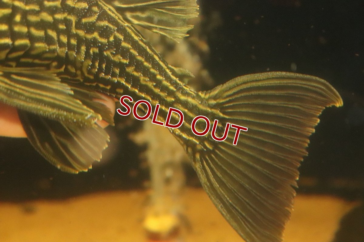 画像3: 【淡水魚】【通販】激安 オレンジロイヤルプレコ ワイルド【個体販売】(±19cm)(プレコ)(生体)(熱帯魚)NKP (3)