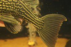 画像3: 【淡水魚】【通販】激安 オレンジロイヤルプレコ ワイルド【個体販売】(±19cm)(プレコ)(生体)(熱帯魚)NKP (3)