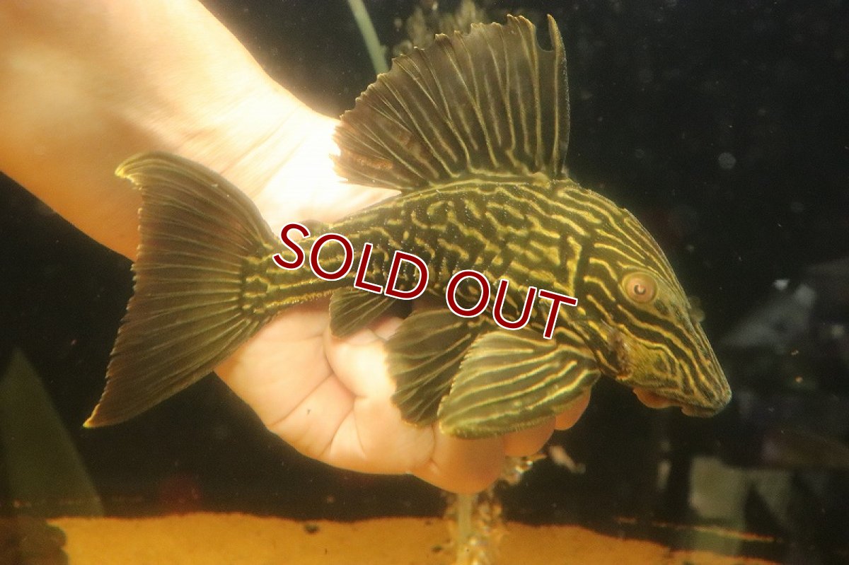 画像4: 【淡水魚】【通販】激安 オレンジロイヤルプレコ ワイルド【個体販売】(±19cm)(プレコ)(生体)(熱帯魚)NKP (4)