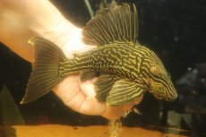 画像4: 【淡水魚】【通販】激安 オレンジロイヤルプレコ ワイルド【個体販売】(±19cm)(プレコ)(生体)(熱帯魚)NKP (4)