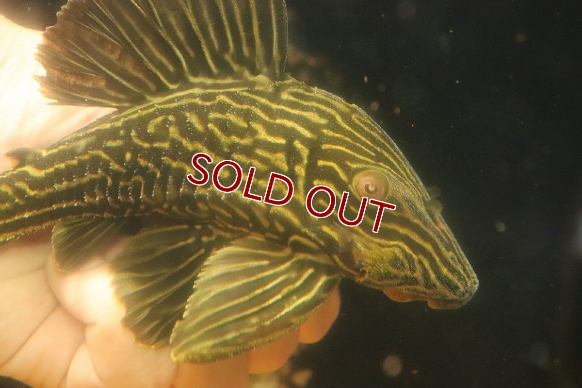 画像5: 【淡水魚】【通販】激安 オレンジロイヤルプレコ ワイルド【個体販売】(±19cm)(プレコ)(生体)(熱帯魚)NKP (5)
