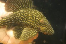 画像5: 【淡水魚】【通販】激安 オレンジロイヤルプレコ ワイルド【個体販売】(±19cm)(プレコ)(生体)(熱帯魚)NKP (5)