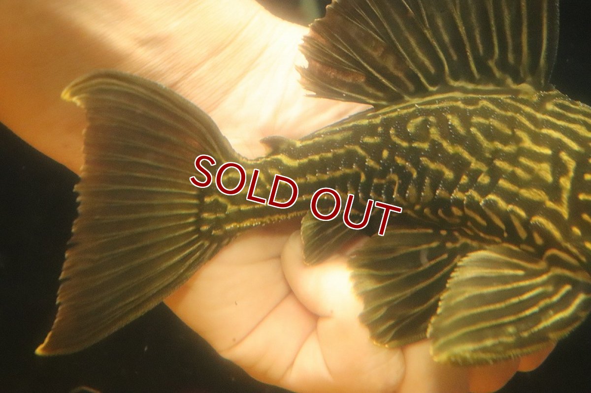 画像6: 【淡水魚】【通販】激安 オレンジロイヤルプレコ ワイルド【個体販売】(±19cm)(プレコ)(生体)(熱帯魚)NKP (6)