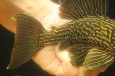画像6: 【淡水魚】【通販】激安 オレンジロイヤルプレコ ワイルド【個体販売】(±19cm)(プレコ)(生体)(熱帯魚)NKP (6)