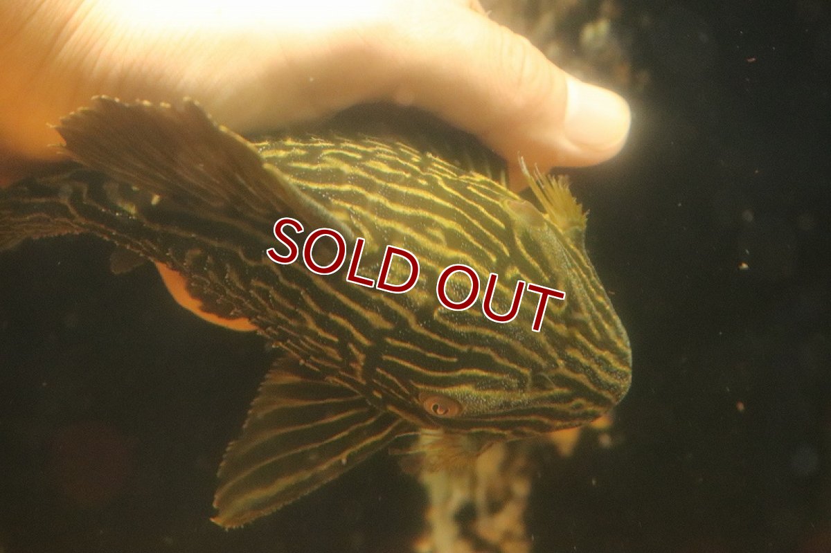画像7: 【淡水魚】【通販】激安 オレンジロイヤルプレコ ワイルド【個体販売】(±19cm)(プレコ)(生体)(熱帯魚)NKP (7)