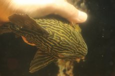 画像7: 【淡水魚】【通販】激安 オレンジロイヤルプレコ ワイルド【個体販売】(±19cm)(プレコ)(生体)(熱帯魚)NKP (7)