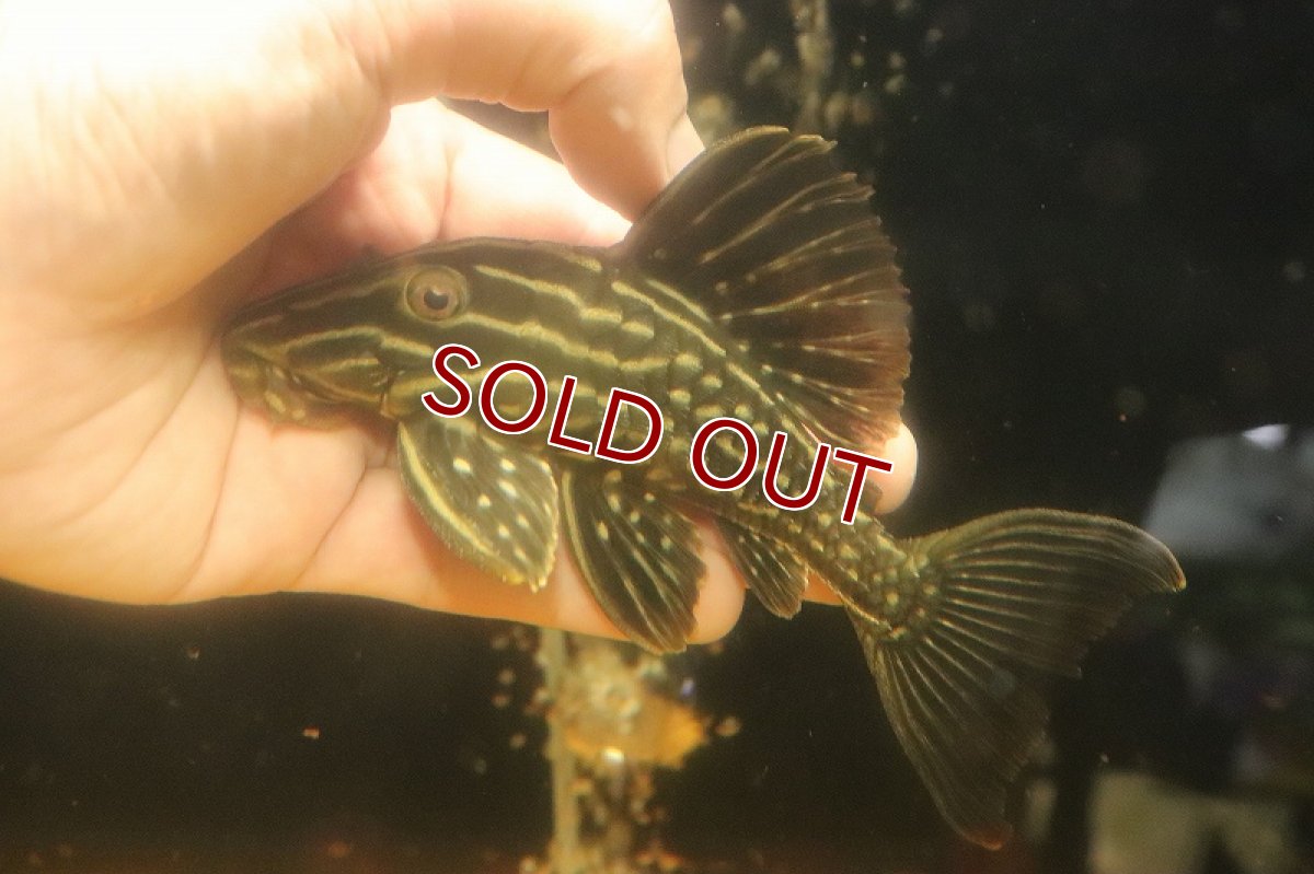 画像1: 【淡水魚】【通販】激安 サンダーロイヤルプレコ ワイルド【個体販売】(±14cm)(プレコ)(生体)(熱帯魚)NKP (1)