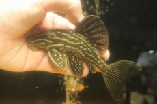 画像1: 【淡水魚】【通販】激安 サンダーロイヤルプレコ ワイルド【個体販売】(±14cm)(プレコ)(生体)(熱帯魚)NKP (1)