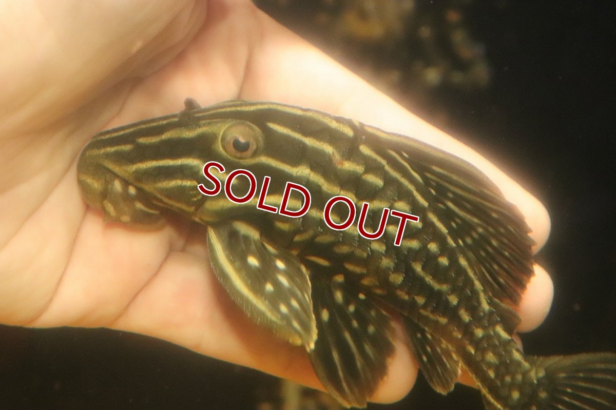 画像2: 【淡水魚】【通販】激安 サンダーロイヤルプレコ ワイルド【個体販売】(±14cm)(プレコ)(生体)(熱帯魚)NKP (2)