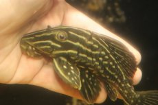 画像2: 【淡水魚】【通販】激安 サンダーロイヤルプレコ ワイルド【個体販売】(±14cm)(プレコ)(生体)(熱帯魚)NKP (2)