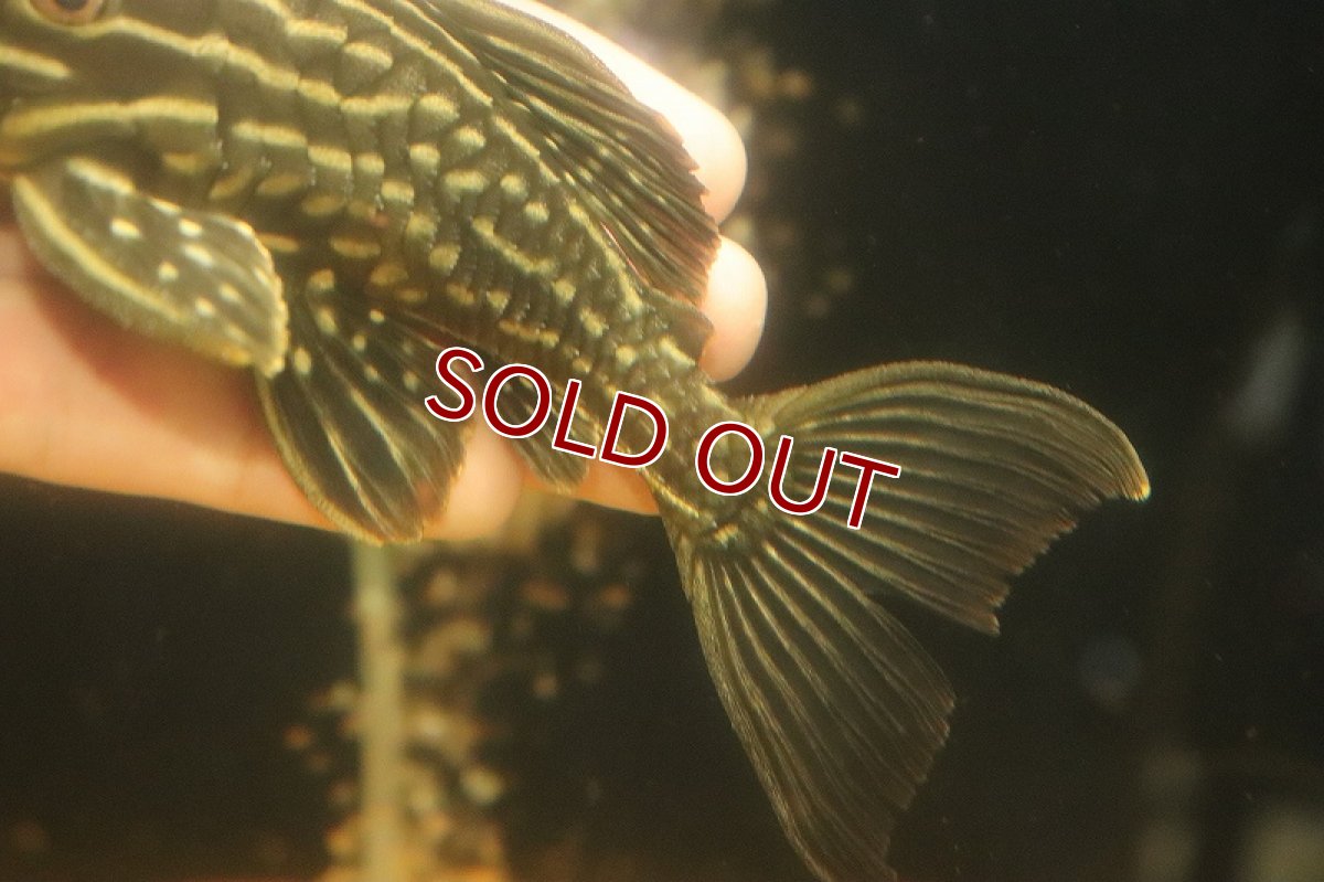 画像3: 【淡水魚】【通販】激安 サンダーロイヤルプレコ ワイルド【個体販売】(±14cm)(プレコ)(生体)(熱帯魚)NKP (3)