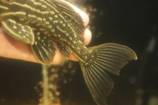画像3: 【淡水魚】【通販】激安 サンダーロイヤルプレコ ワイルド【個体販売】(±14cm)(プレコ)(生体)(熱帯魚)NKP (3)